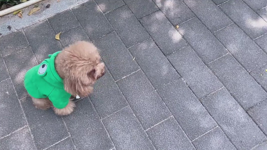 Frog Dog Sweater – Small/Medium